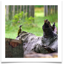 11 - Two Woodpeckers - Chris Beesley